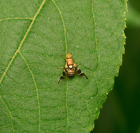 Walnut Husk Fly, Heesch, Netherlands Happy to capture the species but disappointed with the experience. This is my "distance shot" which I always take before getting closer. With the 2:1 macro on, I was planning to capture the extraordinary details and colors of this fly but I spooked it and that was the end of it.

This species is originally from North America, now invasive in Europe. It was first spotted in the Netherlands in 2015.  Europe,Heesch,Netherlands,Rhagoletis completa,World,the Netherlands