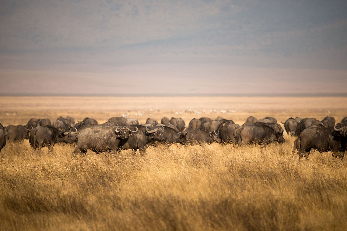Restless African Buffalos at Ngorongoro crater lake Driven by their need for water, these Buffalos must visit the only drinking place inside the Ngorongoro crater, being a sizeable lake (you can see the water birds in the back). Yet this also means they entered Hyena territory, which makes them seriously nervous. Hyenas will never attack a herd like this directly, instead they are far more sneak and sophisticated. Africa,African buffalo,Ngorongoro,Ngorongoro Crater,Serengeti area,Syncerus caffer,Tanzania