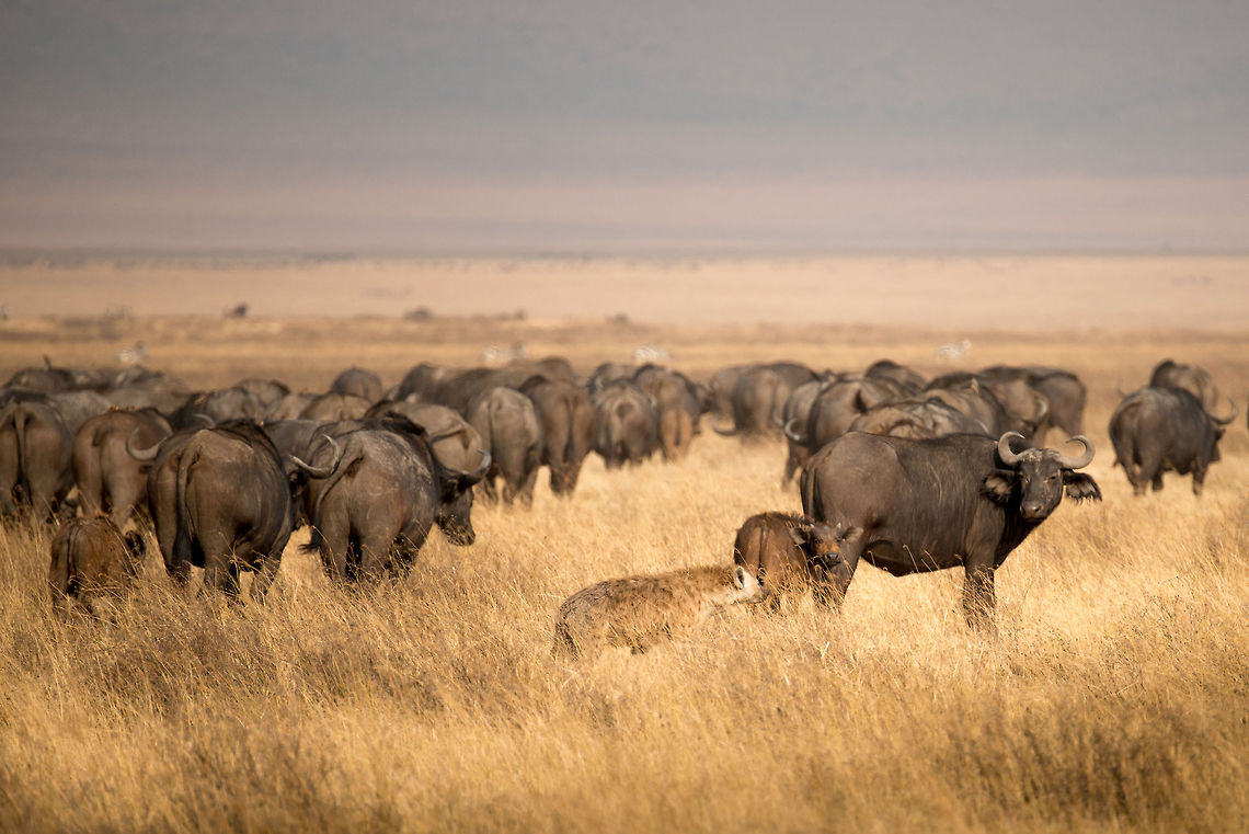 Hyena selecting target from Buffalo herd in Ngorongoro crater Note how closely this Hyena is approaching the Buffalo herd. While it is circling it, it is sniffing in the air, almost as if to sense weakness. Open this fullscreen and zoom in to see the scared face of the young calf. Nothing happened in this case, but likely the Hyenas will come back, possibly at night. They will try to strategically isolate their target and then simply exhaust it. Hyenas do not hunt by sheer speed like big cats, they hunt with stamina. There simply is no grazer that lasts longer than a Hyena can run. <br />
<br />
What still amazes me most is how strong animals like Buffalos fall into this trap. If they would act collectively and not panic, Hyenas would not stand a chance at all. Running from a Hyena is the worst defense strategy imaginable. Africa,Crocuta crocuta,Geotagged,Ngorongoro,Ngorongoro Crater,Serengeti area,Spotted Hyena,Tanzania