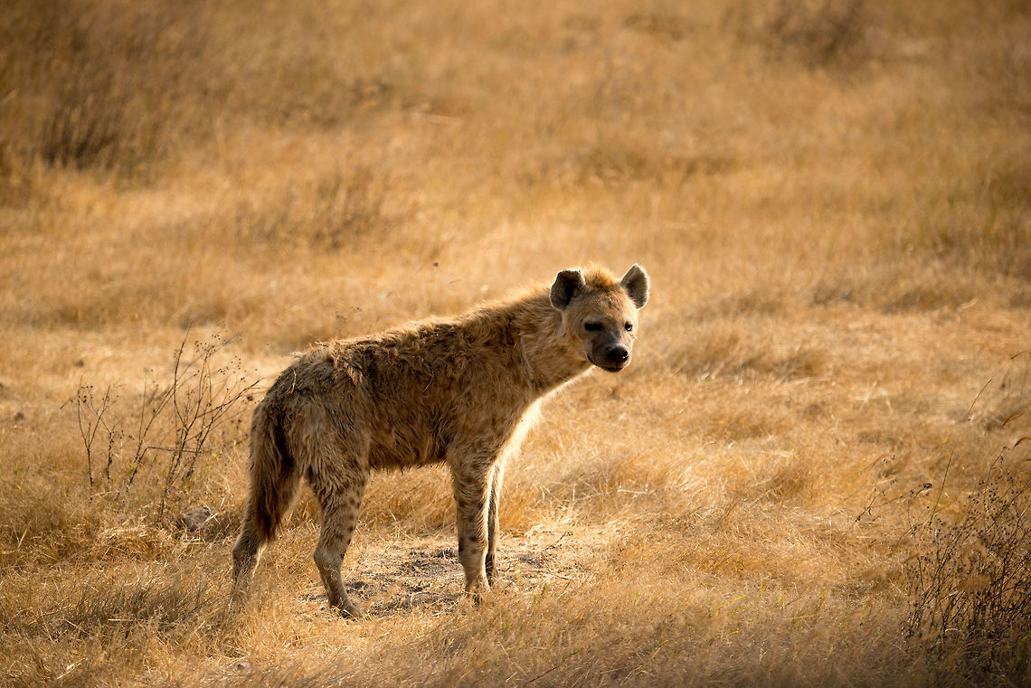 Spotted Hyenas portrait on Ngorongoro crater floor, Tanzania  Africa,Crocuta crocuta,Ngorongoro,Ngorongoro Crater,Serengeti area,Spotted Hyena,Tanzania