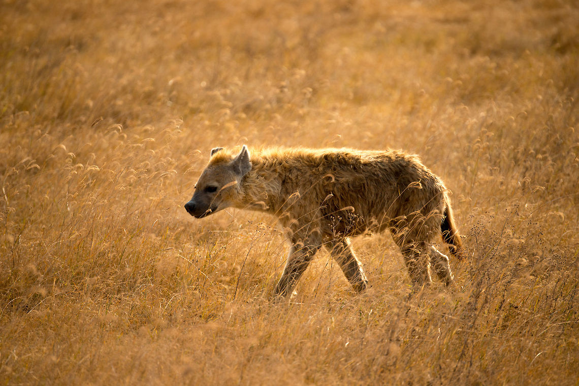 Spotted Hyena during Ngorongoro crater sunset I got lucky with the light here. This is a Spotted Hyena navigating the tall, dry grass of the Ngorongoro crater floor by end of day. As Hyenas are quite active at night, possibly it is investigating options for a nightly feast. Africa,Crocuta crocuta,Geotagged,Ngorongoro,Ngorongoro Crater,Serengeti area,Spotted Hyena,Tanzania,lijstjes