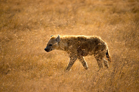 Spotted Hyena during Ngorongoro crater sunset I got lucky with the light here. This is a Spotted Hyena navigating the tall, dry grass of the Ngorongoro crater floor by end of day. As Hyenas are quite active at night, possibly it is investigating options for a nightly feast. Africa,Crocuta crocuta,Geotagged,Ngorongoro,Ngorongoro Crater,Serengeti area,Spotted Hyena,Tanzania,lijstjes