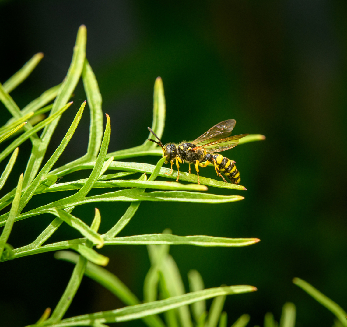 Cerceris arenaria, Heesch, Netherlands From the garden. It does not seem to have an English common name but the dutch name "grote snuittordoder" translates as "large snout weevil killer". Cerceris arenaria,Europe,Heesch,Netherlands,World,the Netherlands
