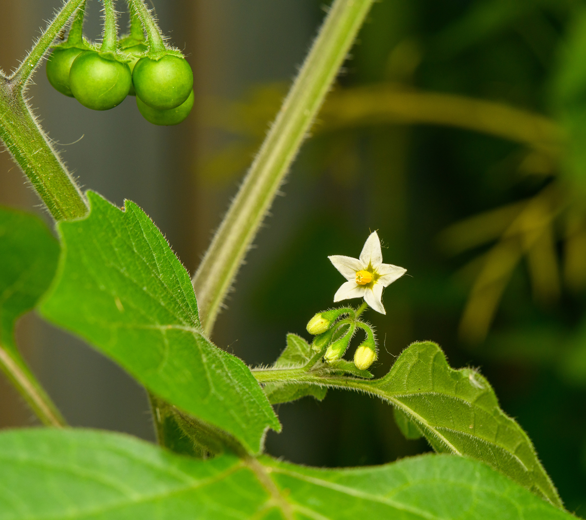 European black nightshade, Heesch, Netherlands Showing the flower, leafs, stem and berries in a single shot. Europe,European black nightshade,Heesch,Netherlands,Solanum nigrum,World,the Netherlands