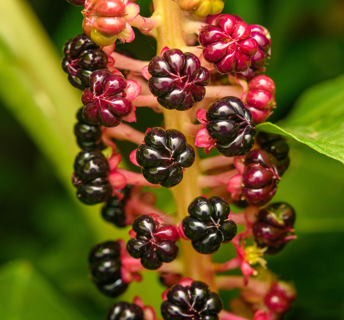 Indian pokeweed fruit, Heesch, Netherlands Macro of the fruits of this plant in our garden. We&#039;ve had it for 3-4 years now and every single year a Common Blackbird slowly strips it bare. Europe,Heesch,Indian pokeweed,Netherlands,Phytolacca acinosa,World,the Netherlands