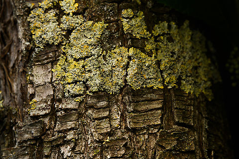 Xanthoria parietina on bark, Heesch, Netherlands I made this shot accidentally, but somehow like the moody lighting. Common orange lichen,Europe,Heesch,Netherlands,World,Xanthoria parietina,the Netherlands