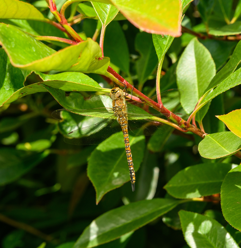 Migrant Hawker (female), Heesch, Netherlands Dutch common name Paardenbijter = Horse Biter.<br />
<figure class="photo"><a href="https://www.jungledragon.com/image/138106/migrant_hawker_female_-_side_view_heesch_netherlands.html" title="Migrant Hawker (female) - side view, Heesch, Netherlands"><img src="https://s3.amazonaws.com/media.jungledragon.com/images/2/138106_thumb.jpg?AWSAccessKeyId=05GMT0V3GWVNE7GGM1R2&Expires=1763596810&Signature=vVYzKKFzir%2FGme3tqO0IGKfLngc%3D" width="110" height="152" alt="Migrant Hawker (female) - side view, Heesch, Netherlands Dutch common name Paardenbijter = Horse Biter.<br />
https://www.jungledragon.com/image/138105/migrant_hawker_female_heesch_netherlands.html Aeshna mixta,Europe,Heesch,Macro,Migrant Hawker,Netherlands,World,the Netherlands" /></a></figure> Aeshna mixta,Europe,Heesch,Macro,Migrant Hawker,Netherlands,World,the Netherlands