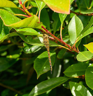 Migrant Hawker (female), Heesch, Netherlands Dutch common name Paardenbijter = Horse Biter.
https://www.jungledragon.com/image/138106/migrant_hawker_female_-_side_view_heesch_netherlands.html Aeshna mixta,Europe,Heesch,Macro,Migrant Hawker,Netherlands,World,the Netherlands