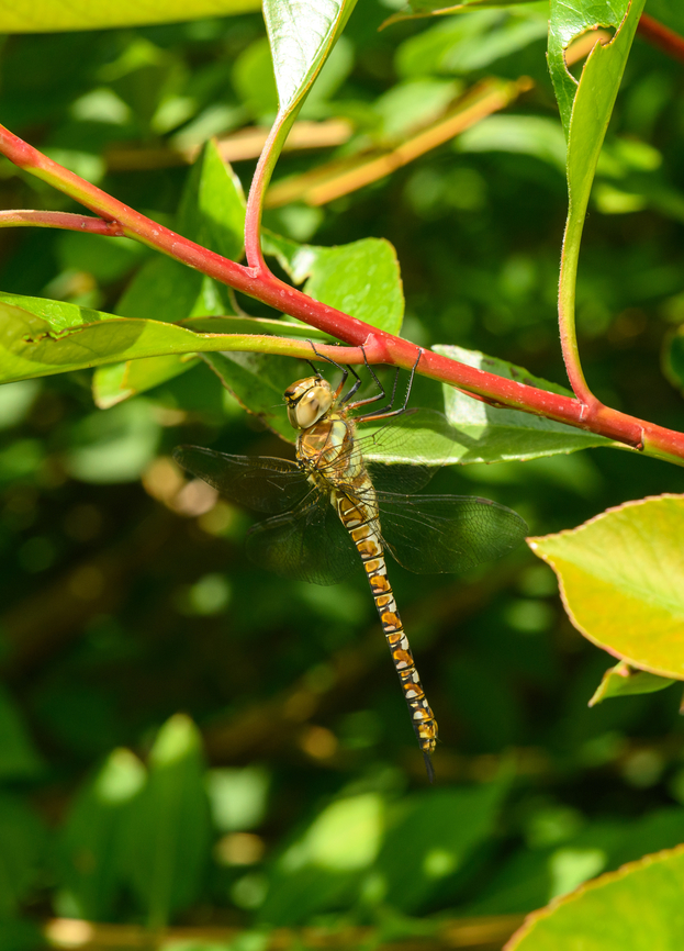 Migrant Hawker (female) - side view, Heesch, Netherlands Dutch common name Paardenbijter = Horse Biter.<br />
<figure class="photo"><a href="https://www.jungledragon.com/image/138105/migrant_hawker_female_heesch_netherlands.html" title="Migrant Hawker (female), Heesch, Netherlands"><img src="https://s3.amazonaws.com/media.jungledragon.com/images/2/138105_thumb.jpg?AWSAccessKeyId=05GMT0V3GWVNE7GGM1R2&Expires=1769040010&Signature=WA023N9eec4j2WqsHtI5knBfb44%3D" width="148" height="152" alt="Migrant Hawker (female), Heesch, Netherlands Dutch common name Paardenbijter = Horse Biter.<br />
https://www.jungledragon.com/image/138106/migrant_hawker_female_-_side_view_heesch_netherlands.html Aeshna mixta,Europe,Heesch,Macro,Migrant Hawker,Netherlands,World,the Netherlands" /></a></figure> Aeshna mixta,Europe,Heesch,Macro,Migrant Hawker,Netherlands,World,the Netherlands