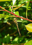 Migrant Hawker (female) - side view, Heesch, Netherlands Dutch common name Paardenbijter = Horse Biter.<br />
https://www.jungledragon.com/image/138105/migrant_hawker_female_heesch_netherlands.html Aeshna mixta,Europe,Heesch,Macro,Migrant Hawker,Netherlands,World,the Netherlands