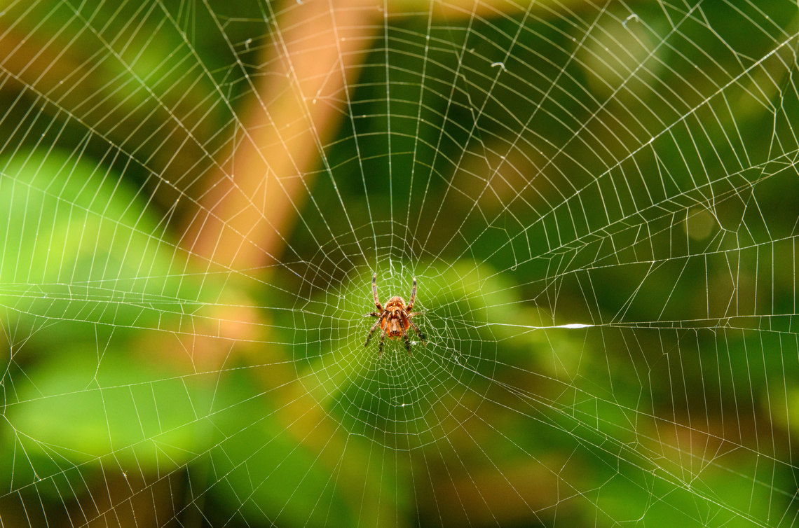 European garden spider, Heesch, Netherlands Tollgate. Price: your life. Araneus diadematus,Cross Orbweaver,Europe,Heesch,Macro,Netherlands,World,the Netherlands