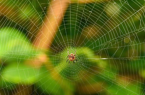 European garden spider, Heesch, Netherlands Tollgate. Price: your life. Araneus diadematus,Cross Orbweaver,Europe,Heesch,Macro,Netherlands,World,the Netherlands