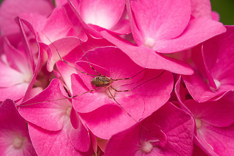Canestrini's Harvestman on Hydrangea macrophylla One pair of legs missing. Canestrini's Harvestman,Europe,Heesch,Macro,Netherlands,Opilio canestrinii,World,the Netherlands