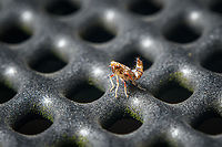 Japanese/Mosaic leafhopper - nymph, Heesch, Netherlands Took me a while to identify. Looks like this species is beautiful throughout its lifecycle.<br />
https://www.jungledragon.com/image/138122/japanesemosaic_leafhopper_-_nymph_closeup_heesch_netherlands.html Europe,Heesch,Mosaic leafhopper,Netherlands,Orientus ishidae,World,the Netherlands