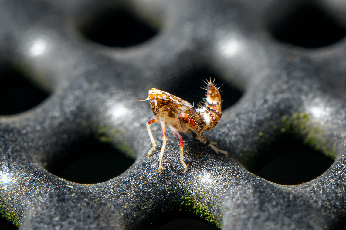 Japanese/Mosaic leafhopper - nymph closeup, Heesch, Netherlands Took me a while to identify. Looks like this species is beautiful throughout its lifecycle.<br />
<figure class="photo"><a href="https://www.jungledragon.com/image/138121/japanesemosaic_leafhopper_-_nymph_heesch_netherlands.html" title="Japanese/Mosaic leafhopper - nymph, Heesch, Netherlands"><img src="https://s3.amazonaws.com/media.jungledragon.com/images/2/138121_thumb.jpg?AWSAccessKeyId=05GMT0V3GWVNE7GGM1R2&Expires=1770854410&Signature=H3OepWpdDqzpZq1cT7Nh8ZJQArM%3D" width="200" height="134" alt="Japanese/Mosaic leafhopper - nymph, Heesch, Netherlands Took me a while to identify. Looks like this species is beautiful throughout its lifecycle.<br />
https://www.jungledragon.com/image/138122/japanesemosaic_leafhopper_-_nymph_closeup_heesch_netherlands.html Europe,Heesch,Mosaic leafhopper,Netherlands,Orientus ishidae,World,the Netherlands" /></a></figure> Europe,Heesch,Mosaic leafhopper,Netherlands,Orientus ishidae,World,the Netherlands