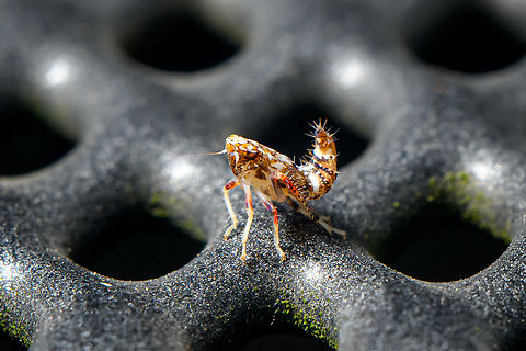 Japanese/Mosaic leafhopper - nymph closeup, Heesch, Netherlands Took me a while to identify. Looks like this species is beautiful throughout its lifecycle.
https://www.jungledragon.com/image/138121/japanesemosaic_leafhopper_-_nymph_heesch_netherlands.html Europe,Heesch,Mosaic leafhopper,Netherlands,Orientus ishidae,World,the Netherlands