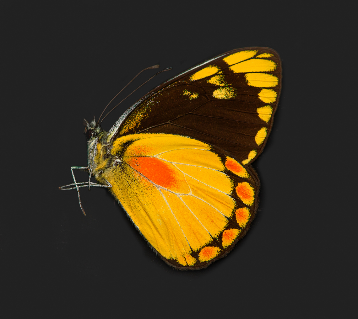 Delias lemoulti, Heesch, Netherlands Specimen. An obscure species originally from Timor island. Wingspan 40mm. Delias lemoulti,Europe,Heesch,Netherlands,Specimen,World,the Netherlands