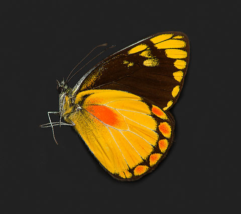 Delias lemoulti, Heesch, Netherlands Specimen. An obscure species originally from Timor island. Wingspan 40mm. Delias lemoulti,Europe,Heesch,Netherlands,Specimen,World,the Netherlands