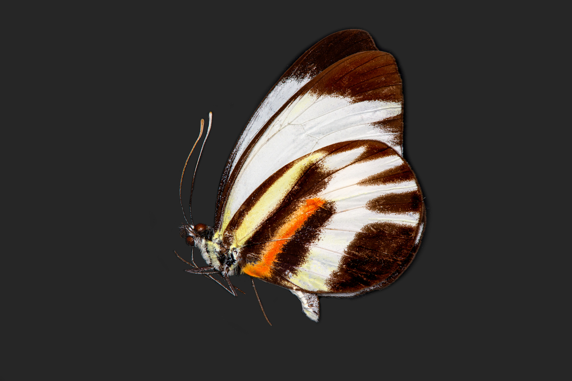 Perrhybris pamela, Heesch, Netherlands Specimen, in a wrangled state. Funny thing is that when I bought it, the idea was to add it here as a new species intro, but in the meanwhile both Thibaud and I captured it in the wild :) Chiapas White,Europe,Heesch,Netherlands,Perrhybris pamela,Specimen,World,the Netherlands