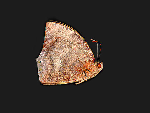 Anaea ryphea/Fountainea ryphea, Heesch, Netherlands Specimen, originally from Peru.

Here we're looking at the "leafwing" side of the wings, which mimics a leaf. The truly spectacular feature of this butterfly is the inside of the wings:
https://www.gbif.org/occurrence/3321139166

I was hoping to photograph the inside of the wings on the specimen but totally screwed it up. The wings were stuck together and crumbled like a dry leaf. Europe,Fountainea ryphea,Heesch,Netherlands,Specimen,World,the Netherlands