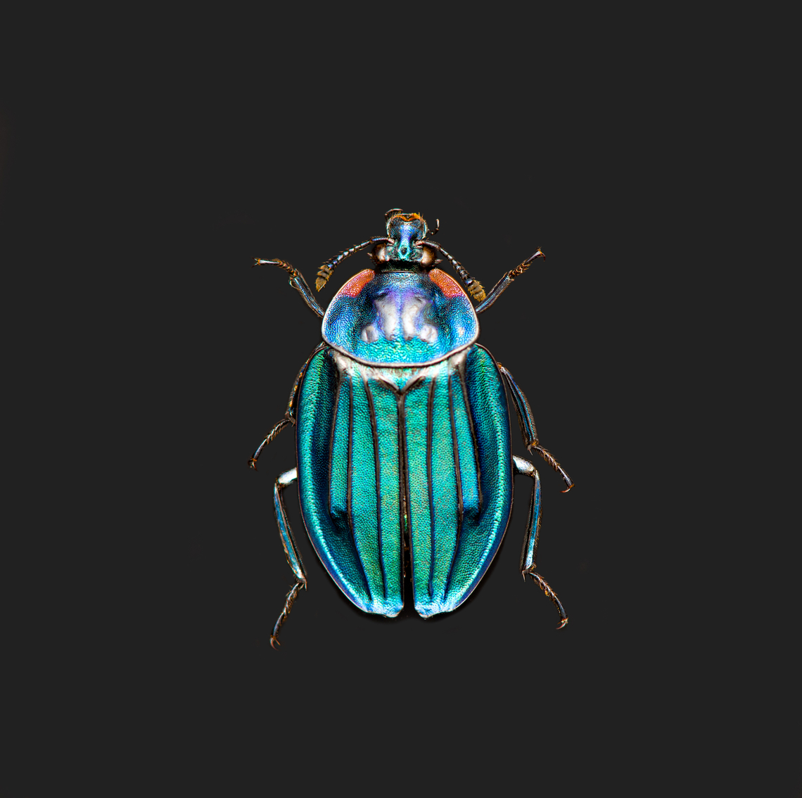 Necrophila Renatae, Heesch, Netherlands Specimen at 20mm, originally from Sulawesi.<br />
<figure class="photo"><a href="https://www.jungledragon.com/image/138190/necrophila_renatae_-_side_view_heesch_netherlands.html" title="Necrophila Renatae - side view, Heesch, Netherlands"><img src="https://s3.amazonaws.com/media.jungledragon.com/images/2/138190_thumb.jpg?AWSAccessKeyId=05GMT0V3GWVNE7GGM1R2&Expires=1769040010&Signature=lLYN6lfZY0HylejVVnEUxhygzSw%3D" width="200" height="134" alt="Necrophila Renatae - side view, Heesch, Netherlands Specimen at 20mm, originally from Sulawesi.<br />
https://www.jungledragon.com/image/138188/necrophila_renatae_heesch_netherlands.html<br />
https://www.jungledragon.com/image/138191/necrophila_renatae_-_front_view_heesch_netherlands.html Europe,Heesch,Necrophila Renatae,Netherlands,Specimen,World,the Netherlands" /></a></figure><br />
<figure class="photo"><a href="https://www.jungledragon.com/image/138191/necrophila_renatae_-_front_view_heesch_netherlands.html" title="Necrophila Renatae - front view, Heesch, Netherlands"><img src="https://s3.amazonaws.com/media.jungledragon.com/images/2/138191_thumb.jpg?AWSAccessKeyId=05GMT0V3GWVNE7GGM1R2&Expires=1769040010&Signature=0BSD6mb3x0a9DXIZpQq8IssY7og%3D" width="200" height="146" alt="Necrophila Renatae - front view, Heesch, Netherlands Specimen at 20mm, originally from Sulawesi.<br />
https://www.jungledragon.com/image/138188/necrophila_renatae_heesch_netherlands.html<br />
https://www.jungledragon.com/image/138190/necrophila_renatae_-_side_view_heesch_netherlands.html Europe,Extreme Macro,Heesch,Necrophila Renatae,Netherlands,Specimen,World,the Netherlands" /></a></figure> Europe,Heesch,Necrophila Renatae,Netherlands,Specimen,World,the Netherlands