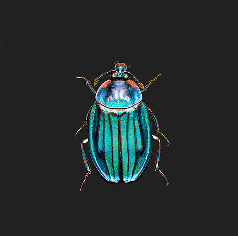 Necrophila Renatae, Heesch, Netherlands Specimen at 20mm, originally from Sulawesi.
https://www.jungledragon.com/image/138190/necrophila_renatae_-_side_view_heesch_netherlands.html
https://www.jungledragon.com/image/138191/necrophila_renatae_-_front_view_heesch_netherlands.html Europe,Heesch,Necrophila Renatae,Netherlands,Specimen,World,the Netherlands