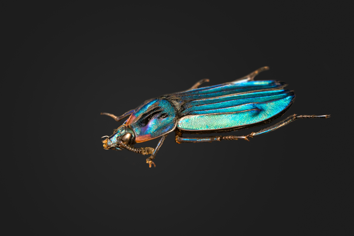 Necrophila Renatae - side view, Heesch, Netherlands Specimen at 20mm, originally from Sulawesi.<br />
<figure class="photo"><a href="https://www.jungledragon.com/image/138188/necrophila_renatae_heesch_netherlands.html" title="Necrophila Renatae, Heesch, Netherlands"><img src="https://s3.amazonaws.com/media.jungledragon.com/images/2/138188_thumb.jpg?AWSAccessKeyId=05GMT0V3GWVNE7GGM1R2&Expires=1769040010&Signature=9C7OPg4LI7v7TnlUb%2BiyztzyG6I%3D" width="200" height="200" alt="Necrophila Renatae, Heesch, Netherlands Specimen at 20mm, originally from Sulawesi.<br />
https://www.jungledragon.com/image/138190/necrophila_renatae_-_side_view_heesch_netherlands.html<br />
https://www.jungledragon.com/image/138191/necrophila_renatae_-_front_view_heesch_netherlands.html Europe,Heesch,Necrophila Renatae,Netherlands,Specimen,World,the Netherlands" /></a></figure><br />
<figure class="photo"><a href="https://www.jungledragon.com/image/138191/necrophila_renatae_-_front_view_heesch_netherlands.html" title="Necrophila Renatae - front view, Heesch, Netherlands"><img src="https://s3.amazonaws.com/media.jungledragon.com/images/2/138191_thumb.jpg?AWSAccessKeyId=05GMT0V3GWVNE7GGM1R2&Expires=1769040010&Signature=0BSD6mb3x0a9DXIZpQq8IssY7og%3D" width="200" height="146" alt="Necrophila Renatae - front view, Heesch, Netherlands Specimen at 20mm, originally from Sulawesi.<br />
https://www.jungledragon.com/image/138188/necrophila_renatae_heesch_netherlands.html<br />
https://www.jungledragon.com/image/138190/necrophila_renatae_-_side_view_heesch_netherlands.html Europe,Extreme Macro,Heesch,Necrophila Renatae,Netherlands,Specimen,World,the Netherlands" /></a></figure> Europe,Heesch,Necrophila Renatae,Netherlands,Specimen,World,the Netherlands