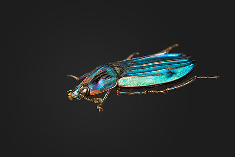 Necrophila Renatae - side view, Heesch, Netherlands Specimen at 20mm, originally from Sulawesi.
https://www.jungledragon.com/image/138188/necrophila_renatae_heesch_netherlands.html
https://www.jungledragon.com/image/138191/necrophila_renatae_-_front_view_heesch_netherlands.html Europe,Heesch,Necrophila Renatae,Netherlands,Specimen,World,the Netherlands