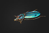 Necrophila Renatae - side view, Heesch, Netherlands Specimen at 20mm, originally from Sulawesi.<br />
https://www.jungledragon.com/image/138188/necrophila_renatae_heesch_netherlands.html<br />
https://www.jungledragon.com/image/138191/necrophila_renatae_-_front_view_heesch_netherlands.html Europe,Heesch,Necrophila Renatae,Netherlands,Specimen,World,the Netherlands