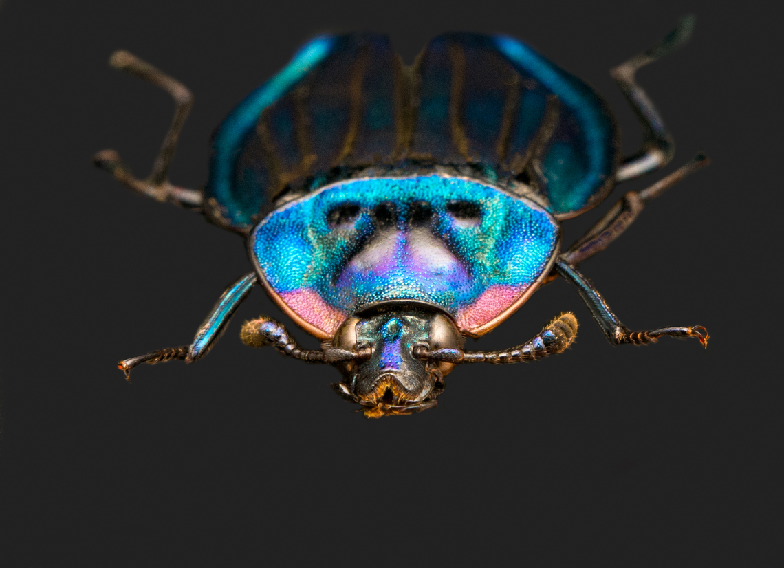 Necrophila Renatae - front view, Heesch, Netherlands Specimen at 20mm, originally from Sulawesi.<br />
<figure class="photo"><a href="https://www.jungledragon.com/image/138188/necrophila_renatae_heesch_netherlands.html" title="Necrophila Renatae, Heesch, Netherlands"><img src="https://s3.amazonaws.com/media.jungledragon.com/images/2/138188_thumb.jpg?AWSAccessKeyId=05GMT0V3GWVNE7GGM1R2&Expires=1759968010&Signature=kNFz9Zh1OBxsjpdh9Gmcqgmswi8%3D" width="200" height="200" alt="Necrophila Renatae, Heesch, Netherlands Specimen at 20mm, originally from Sulawesi.<br />
https://www.jungledragon.com/image/138190/necrophila_renatae_-_side_view_heesch_netherlands.html<br />
https://www.jungledragon.com/image/138191/necrophila_renatae_-_front_view_heesch_netherlands.html Europe,Heesch,Necrophila Renatae,Netherlands,Specimen,World,the Netherlands" /></a></figure><br />
<figure class="photo"><a href="https://www.jungledragon.com/image/138190/necrophila_renatae_-_side_view_heesch_netherlands.html" title="Necrophila Renatae - side view, Heesch, Netherlands"><img src="https://s3.amazonaws.com/media.jungledragon.com/images/2/138190_thumb.jpg?AWSAccessKeyId=05GMT0V3GWVNE7GGM1R2&Expires=1759968010&Signature=1bJwa2sG9I%2BDClI0zbnjxDmNuXI%3D" width="200" height="134" alt="Necrophila Renatae - side view, Heesch, Netherlands Specimen at 20mm, originally from Sulawesi.<br />
https://www.jungledragon.com/image/138188/necrophila_renatae_heesch_netherlands.html<br />
https://www.jungledragon.com/image/138191/necrophila_renatae_-_front_view_heesch_netherlands.html Europe,Heesch,Necrophila Renatae,Netherlands,Specimen,World,the Netherlands" /></a></figure> Europe,Extreme Macro,Heesch,Necrophila Renatae,Netherlands,Specimen,World,the Netherlands