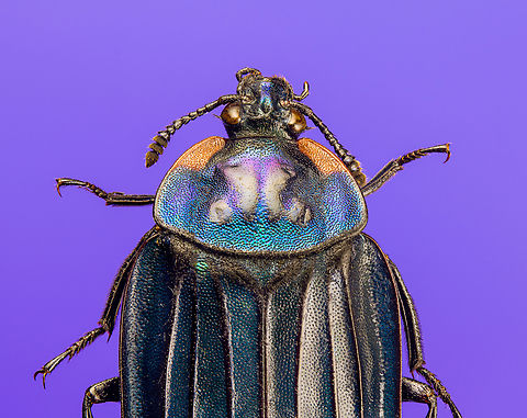Necrophila Renatae - stack, Heesch, Netherlands A focus stack of the species I shared earlier, where the others were single shot. What's disappointing is how dirty the specimen is even though I did clean it by soaking  it in warmish water with dish-wash soap, a common method. I should have used something stronger. Extreme Macro,Necrophila Renatae