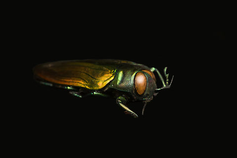 Belionota sumptuosa - side view, Heesch, Netherlands Specimen, originally from Indonesia. Highly shiny and variable in color depending on the angle of light.
https://www.jungledragon.com/image/138242/belionota_sumptuosa_heesch_netherlands.html
https://www.jungledragon.com/image/138240/belionota_sumptuosa_-_top_view_heesch_netherlands.html
https://www.jungledragon.com/image/138239/belionota_sumptuosa_-_side_view_left_heesch_netherlands.html
https://www.jungledragon.com/image/138241/belionota_sumptuosa_-_front_heesch_netherlands.html Belionota sumptuosa,Europe,Heesch,Netherlands,Specimen,Tricolor Metallic Wood-boring Beetle,World,the Netherlands