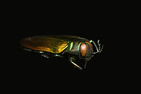 Belionota sumptuosa - side view, Heesch, Netherlands Specimen, originally from Indonesia. Highly shiny and variable in color depending on the angle of light.<br />
https://www.jungledragon.com/image/138242/belionota_sumptuosa_heesch_netherlands.html<br />
https://www.jungledragon.com/image/138240/belionota_sumptuosa_-_top_view_heesch_netherlands.html<br />
https://www.jungledragon.com/image/138239/belionota_sumptuosa_-_side_view_left_heesch_netherlands.html<br />
https://www.jungledragon.com/image/138241/belionota_sumptuosa_-_front_heesch_netherlands.html Belionota sumptuosa,Europe,Heesch,Netherlands,Specimen,Tricolor Metallic Wood-boring Beetle,World,the Netherlands