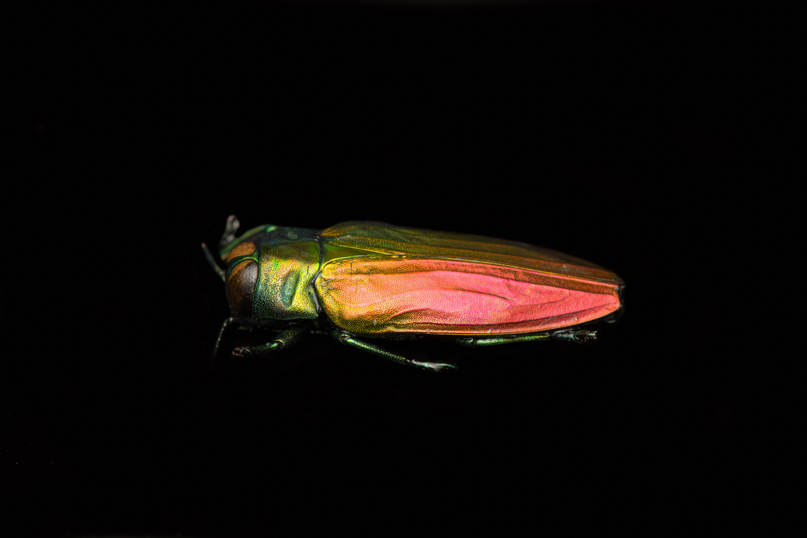 Belionota sumptuosa - side view left, Heesch, Netherlands Specimen, originally from Indonesia. Highly shiny and variable in color depending on the angle of light.<br />
<figure class="photo"><a href="https://www.jungledragon.com/image/138242/belionota_sumptuosa_heesch_netherlands.html" title="Belionota sumptuosa, Heesch, Netherlands"><img src="https://s3.amazonaws.com/media.jungledragon.com/images/2/138242_thumb.jpg?AWSAccessKeyId=05GMT0V3GWVNE7GGM1R2&Expires=1759968010&Signature=gbwc6DDkyJQcX8jTewZbOQUqb2s%3D" width="200" height="174" alt="Belionota sumptuosa, Heesch, Netherlands Specimen, originally from Indonesia. Highly shiny and variable in color depending on the angle of light.<br />
https://www.jungledragon.com/image/138240/belionota_sumptuosa_-_top_view_heesch_netherlands.html<br />
https://www.jungledragon.com/image/138239/belionota_sumptuosa_-_side_view_left_heesch_netherlands.html<br />
https://www.jungledragon.com/image/138238/belionota_sumptuosa_-_side_view_heesch_netherlands.html<br />
https://www.jungledragon.com/image/138241/belionota_sumptuosa_-_front_heesch_netherlands.html<br />
<br />
 Belionota sumptuosa,Extreme Macro,Tricolor Metallic Wood-boring Beetle" /></a></figure><br />
<figure class="photo"><a href="https://www.jungledragon.com/image/138240/belionota_sumptuosa_-_top_view_heesch_netherlands.html" title="Belionota sumptuosa - top view, Heesch, Netherlands"><img src="https://s3.amazonaws.com/media.jungledragon.com/images/2/138240_thumb.jpg?AWSAccessKeyId=05GMT0V3GWVNE7GGM1R2&Expires=1759968010&Signature=DswNoPmNDiI2jXMREzx68pe1V1Y%3D" width="200" height="196" alt="Belionota sumptuosa - top view, Heesch, Netherlands Specimen, originally from Indonesia. Highly shiny and variable in color depending on the angle of light.<br />
https://www.jungledragon.com/image/138242/belionota_sumptuosa_heesch_netherlands.html<br />
https://www.jungledragon.com/image/138239/belionota_sumptuosa_-_side_view_left_heesch_netherlands.html<br />
https://www.jungledragon.com/image/138238/belionota_sumptuosa_-_side_view_heesch_netherlands.html<br />
https://www.jungledragon.com/image/138241/belionota_sumptuosa_-_front_heesch_netherlands.html Belionota sumptuosa,Europe,Heesch,Netherlands,Specimen,Tricolor Metallic Wood-boring Beetle,World,the Netherlands" /></a></figure><br />
<figure class="photo"><a href="https://www.jungledragon.com/image/138238/belionota_sumptuosa_-_side_view_heesch_netherlands.html" title="Belionota sumptuosa - side view, Heesch, Netherlands"><img src="https://s3.amazonaws.com/media.jungledragon.com/images/2/138238_thumb.jpg?AWSAccessKeyId=05GMT0V3GWVNE7GGM1R2&Expires=1759968010&Signature=UXMP03Qzb0F3A3zjCEu6EtD0u9s%3D" width="200" height="134" alt="Belionota sumptuosa - side view, Heesch, Netherlands Specimen, originally from Indonesia. Highly shiny and variable in color depending on the angle of light.<br />
https://www.jungledragon.com/image/138242/belionota_sumptuosa_heesch_netherlands.html<br />
https://www.jungledragon.com/image/138240/belionota_sumptuosa_-_top_view_heesch_netherlands.html<br />
https://www.jungledragon.com/image/138239/belionota_sumptuosa_-_side_view_left_heesch_netherlands.html<br />
https://www.jungledragon.com/image/138241/belionota_sumptuosa_-_front_heesch_netherlands.html Belionota sumptuosa,Europe,Heesch,Netherlands,Specimen,Tricolor Metallic Wood-boring Beetle,World,the Netherlands" /></a></figure><br />
<figure class="photo"><a href="https://www.jungledragon.com/image/138241/belionota_sumptuosa_-_front_heesch_netherlands.html" title="Belionota sumptuosa - front, Heesch, Netherlands"><img src="https://s3.amazonaws.com/media.jungledragon.com/images/2/138241_thumb.jpg?AWSAccessKeyId=05GMT0V3GWVNE7GGM1R2&Expires=1759968010&Signature=%2Fuhrx7Z9uD9LZxEBdLfWv5lYrzw%3D" width="200" height="180" alt="Belionota sumptuosa - front, Heesch, Netherlands Specimen, originally from Indonesia. Highly shiny and variable in color depending on the angle of light.<br />
https://www.jungledragon.com/image/138242/belionota_sumptuosa_heesch_netherlands.html<br />
https://www.jungledragon.com/image/138240/belionota_sumptuosa_-_top_view_heesch_netherlands.html<br />
https://www.jungledragon.com/image/138239/belionota_sumptuosa_-_side_view_left_heesch_netherlands.html<br />
https://www.jungledragon.com/image/138238/belionota_sumptuosa_-_side_view_heesch_netherlands.html Belionota sumptuosa,Europe,Heesch,Netherlands,Specimen,Tricolor Metallic Wood-boring Beetle,World,the Netherlands" /></a></figure> Belionota sumptuosa,Europe,Heesch,Netherlands,Specimen,Tricolor Metallic Wood-boring Beetle,World,the Netherlands