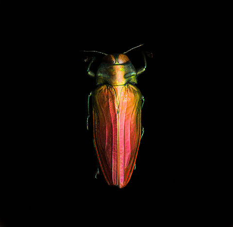 Belionota sumptuosa - top view, Heesch, Netherlands Specimen, originally from Indonesia. Highly shiny and variable in color depending on the angle of light.
https://www.jungledragon.com/image/138242/belionota_sumptuosa_heesch_netherlands.html
https://www.jungledragon.com/image/138239/belionota_sumptuosa_-_side_view_left_heesch_netherlands.html
https://www.jungledragon.com/image/138238/belionota_sumptuosa_-_side_view_heesch_netherlands.html
https://www.jungledragon.com/image/138241/belionota_sumptuosa_-_front_heesch_netherlands.html Belionota sumptuosa,Europe,Heesch,Netherlands,Specimen,Tricolor Metallic Wood-boring Beetle,World,the Netherlands