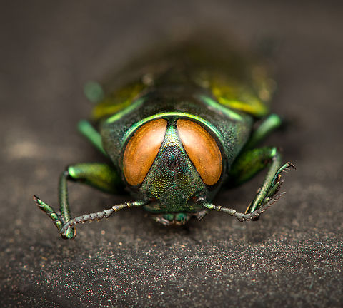 Belionota sumptuosa - front, Heesch, Netherlands Specimen, originally from Indonesia. Highly shiny and variable in color depending on the angle of light.
https://www.jungledragon.com/image/138242/belionota_sumptuosa_heesch_netherlands.html
https://www.jungledragon.com/image/138240/belionota_sumptuosa_-_top_view_heesch_netherlands.html
https://www.jungledragon.com/image/138239/belionota_sumptuosa_-_side_view_left_heesch_netherlands.html
https://www.jungledragon.com/image/138238/belionota_sumptuosa_-_side_view_heesch_netherlands.html Belionota sumptuosa,Europe,Heesch,Netherlands,Specimen,Tricolor Metallic Wood-boring Beetle,World,the Netherlands