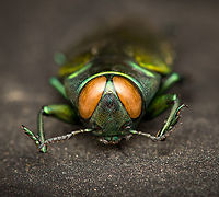 Belionota sumptuosa - front, Heesch, Netherlands Specimen, originally from Indonesia. Highly shiny and variable in color depending on the angle of light.<br />
https://www.jungledragon.com/image/138242/belionota_sumptuosa_heesch_netherlands.html<br />
https://www.jungledragon.com/image/138240/belionota_sumptuosa_-_top_view_heesch_netherlands.html<br />
https://www.jungledragon.com/image/138239/belionota_sumptuosa_-_side_view_left_heesch_netherlands.html<br />
https://www.jungledragon.com/image/138238/belionota_sumptuosa_-_side_view_heesch_netherlands.html Belionota sumptuosa,Europe,Heesch,Netherlands,Specimen,Tricolor Metallic Wood-boring Beetle,World,the Netherlands