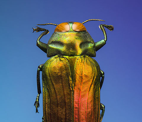 Belionota sumptuosa, Heesch, Netherlands Specimen, originally from Indonesia. Highly shiny and variable in color depending on the angle of light.
https://www.jungledragon.com/image/138240/belionota_sumptuosa_-_top_view_heesch_netherlands.html
https://www.jungledragon.com/image/138239/belionota_sumptuosa_-_side_view_left_heesch_netherlands.html
https://www.jungledragon.com/image/138238/belionota_sumptuosa_-_side_view_heesch_netherlands.html
https://www.jungledragon.com/image/138241/belionota_sumptuosa_-_front_heesch_netherlands.html

 Belionota sumptuosa,Extreme Macro,Tricolor Metallic Wood-boring Beetle