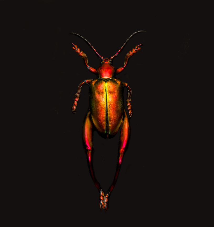 Sagra Laticollis - top view, Heesch, Netherlands Specimen. A beautiful and very shiny frog-legged beetle (or kangaroo beetle) originally from Java.<br />
<figure class="photo"><a href="https://www.jungledragon.com/image/138285/sagra_laticollis_heesch_netherlands.html" title="Sagra Laticollis, Heesch, Netherlands"><img src="https://s3.amazonaws.com/media.jungledragon.com/images/2/138285_thumb.jpg?AWSAccessKeyId=05GMT0V3GWVNE7GGM1R2&Expires=1769040010&Signature=5Ys8VCVMh3QRgFj2Mc2evw2Dz8Q%3D" width="200" height="134" alt="Sagra Laticollis, Heesch, Netherlands Specimen. A beautiful and very shiny frog-legged beetle (or kangaroo beetle) originally from Java.<br />
https://www.jungledragon.com/image/138282/sagra_laticollis_-_top_view_heesch_netherlands.html<br />
https://www.jungledragon.com/image/138284/sagra_laticollis_-_side_view_heesch_netherlands.html<br />
https://www.jungledragon.com/image/138287/sagra_laticollis_-_closeup_heesch_netherlands.html<br />
https://www.jungledragon.com/image/138289/sagra_laticollis_-_full_body_heesch_netherlands.html Extreme Macro,Sagra Laticollis" /></a></figure><br />
<figure class="photo"><a href="https://www.jungledragon.com/image/138284/sagra_laticollis_-_side_view_heesch_netherlands.html" title="Sagra Laticollis - side view, Heesch, Netherlands"><img src="https://s3.amazonaws.com/media.jungledragon.com/images/2/138284_thumb.jpg?AWSAccessKeyId=05GMT0V3GWVNE7GGM1R2&Expires=1769040010&Signature=rC0uH6ijODg97Ouo8I5XXgVLsKA%3D" width="200" height="158" alt="Sagra Laticollis - side view, Heesch, Netherlands Specimen. A beautiful and very shiny frog-legged beetle (or kangaroo beetle) originally from Java.<br />
https://www.jungledragon.com/image/138285/sagra_laticollis_heesch_netherlands.html<br />
https://www.jungledragon.com/image/138282/sagra_laticollis_-_top_view_heesch_netherlands.html<br />
https://www.jungledragon.com/image/138287/sagra_laticollis_-_closeup_heesch_netherlands.html<br />
https://www.jungledragon.com/image/138289/sagra_laticollis_-_full_body_heesch_netherlands.html Europe,Heesch,Netherlands,Sagra Laticollis,Specimen,World,the Netherlands" /></a></figure><br />
<figure class="photo"><a href="https://www.jungledragon.com/image/138287/sagra_laticollis_-_closeup_heesch_netherlands.html" title="Sagra Laticollis - closeup, Heesch, Netherlands"><img src="https://s3.amazonaws.com/media.jungledragon.com/images/2/138287_thumb.jpg?AWSAccessKeyId=05GMT0V3GWVNE7GGM1R2&Expires=1769040010&Signature=DIp4zpNC9vi0sS0%2BSNAVjNMKrKA%3D" width="200" height="162" alt="Sagra Laticollis - closeup, Heesch, Netherlands Specimen. A beautiful and very shiny frog-legged beetle (or kangaroo beetle) originally from Java.<br />
https://www.jungledragon.com/image/138285/sagra_laticollis_heesch_netherlands.html<br />
https://www.jungledragon.com/image/138282/sagra_laticollis_-_top_view_heesch_netherlands.html<br />
https://www.jungledragon.com/image/138284/sagra_laticollis_-_side_view_heesch_netherlands.html<br />
https://www.jungledragon.com/image/138289/sagra_laticollis_-_full_body_heesch_netherlands.html Europe,Heesch,Netherlands,Sagra Laticollis,Specimen,World,the Netherlands" /></a></figure><br />
<figure class="photo"><a href="https://www.jungledragon.com/image/138289/sagra_laticollis_-_full_body_heesch_netherlands.html" title="Sagra Laticollis - full body, Heesch, Netherlands"><img src="https://s3.amazonaws.com/media.jungledragon.com/images/2/138289_thumb.jpg?AWSAccessKeyId=05GMT0V3GWVNE7GGM1R2&Expires=1769040010&Signature=7IwwhMZ4tHxzVxcY1aFGbmyYgY4%3D" width="200" height="146" alt="Sagra Laticollis - full body, Heesch, Netherlands Specimen. A beautiful and very shiny frog-legged beetle (or kangaroo beetle) originally from Java.<br />
https://www.jungledragon.com/image/138285/sagra_laticollis_heesch_netherlands.html<br />
https://www.jungledragon.com/image/138282/sagra_laticollis_-_top_view_heesch_netherlands.html<br />
https://www.jungledragon.com/image/138284/sagra_laticollis_-_side_view_heesch_netherlands.html<br />
https://www.jungledragon.com/image/138287/sagra_laticollis_-_closeup_heesch_netherlands.html Europe,Heesch,Netherlands,Sagra Laticollis,Specimen,World,the Netherlands" /></a></figure> Europe,Heesch,Netherlands,Sagra Laticollis,Specimen,World,the Netherlands