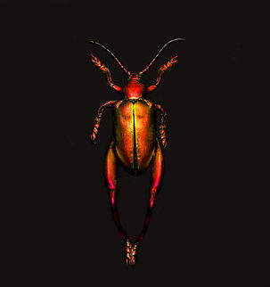 Sagra Laticollis - top view, Heesch, Netherlands Specimen. A beautiful and very shiny frog-legged beetle (or kangaroo beetle) originally from Java.
https://www.jungledragon.com/image/138285/sagra_laticollis_heesch_netherlands.html
https://www.jungledragon.com/image/138284/sagra_laticollis_-_side_view_heesch_netherlands.html
https://www.jungledragon.com/image/138287/sagra_laticollis_-_closeup_heesch_netherlands.html
https://www.jungledragon.com/image/138289/sagra_laticollis_-_full_body_heesch_netherlands.html Europe,Heesch,Netherlands,Sagra Laticollis,Specimen,World,the Netherlands