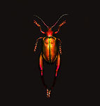 Sagra Laticollis - top view, Heesch, Netherlands Specimen. A beautiful and very shiny frog-legged beetle (or kangaroo beetle) originally from Java.<br />
https://www.jungledragon.com/image/138285/sagra_laticollis_heesch_netherlands.html<br />
https://www.jungledragon.com/image/138284/sagra_laticollis_-_side_view_heesch_netherlands.html<br />
https://www.jungledragon.com/image/138287/sagra_laticollis_-_closeup_heesch_netherlands.html<br />
https://www.jungledragon.com/image/138289/sagra_laticollis_-_full_body_heesch_netherlands.html Europe,Heesch,Netherlands,Sagra Laticollis,Specimen,World,the Netherlands