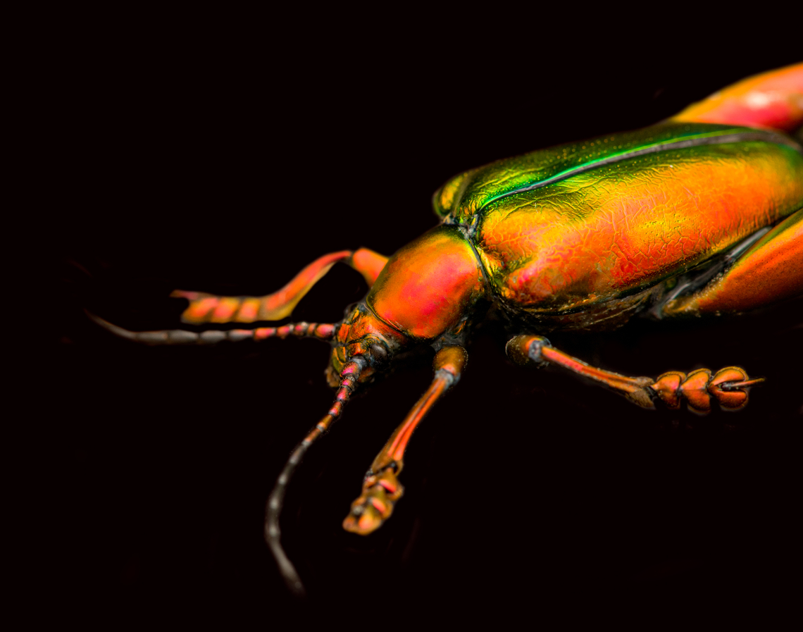 Sagra Laticollis - side view, Heesch, Netherlands Specimen. A beautiful and very shiny frog-legged beetle (or kangaroo beetle) originally from Java.<br />
<figure class="photo"><a href="https://www.jungledragon.com/image/138285/sagra_laticollis_heesch_netherlands.html" title="Sagra Laticollis, Heesch, Netherlands"><img src="https://s3.amazonaws.com/media.jungledragon.com/images/2/138285_thumb.jpg?AWSAccessKeyId=05GMT0V3GWVNE7GGM1R2&Expires=1759968010&Signature=HEyQCH1H1tDtXApgnuAplAoRJpw%3D" width="200" height="134" alt="Sagra Laticollis, Heesch, Netherlands Specimen. A beautiful and very shiny frog-legged beetle (or kangaroo beetle) originally from Java.<br />
https://www.jungledragon.com/image/138282/sagra_laticollis_-_top_view_heesch_netherlands.html<br />
https://www.jungledragon.com/image/138284/sagra_laticollis_-_side_view_heesch_netherlands.html<br />
https://www.jungledragon.com/image/138287/sagra_laticollis_-_closeup_heesch_netherlands.html<br />
https://www.jungledragon.com/image/138289/sagra_laticollis_-_full_body_heesch_netherlands.html Extreme Macro,Sagra Laticollis" /></a></figure><br />
<figure class="photo"><a href="https://www.jungledragon.com/image/138282/sagra_laticollis_-_top_view_heesch_netherlands.html" title="Sagra Laticollis - top view, Heesch, Netherlands"><img src="https://s3.amazonaws.com/media.jungledragon.com/images/2/138282_thumb.jpg?AWSAccessKeyId=05GMT0V3GWVNE7GGM1R2&Expires=1759968010&Signature=WS3epG%2BdKJs%2B9QZOYbUJUIi94fs%3D" width="144" height="152" alt="Sagra Laticollis - top view, Heesch, Netherlands Specimen. A beautiful and very shiny frog-legged beetle (or kangaroo beetle) originally from Java.<br />
https://www.jungledragon.com/image/138285/sagra_laticollis_heesch_netherlands.html<br />
https://www.jungledragon.com/image/138284/sagra_laticollis_-_side_view_heesch_netherlands.html<br />
https://www.jungledragon.com/image/138287/sagra_laticollis_-_closeup_heesch_netherlands.html<br />
https://www.jungledragon.com/image/138289/sagra_laticollis_-_full_body_heesch_netherlands.html Europe,Heesch,Netherlands,Sagra Laticollis,Specimen,World,the Netherlands" /></a></figure><br />
<figure class="photo"><a href="https://www.jungledragon.com/image/138287/sagra_laticollis_-_closeup_heesch_netherlands.html" title="Sagra Laticollis - closeup, Heesch, Netherlands"><img src="https://s3.amazonaws.com/media.jungledragon.com/images/2/138287_thumb.jpg?AWSAccessKeyId=05GMT0V3GWVNE7GGM1R2&Expires=1759968010&Signature=NNbYchE8alOvG%2BAXn9FzQn2n%2FE8%3D" width="200" height="162" alt="Sagra Laticollis - closeup, Heesch, Netherlands Specimen. A beautiful and very shiny frog-legged beetle (or kangaroo beetle) originally from Java.<br />
https://www.jungledragon.com/image/138285/sagra_laticollis_heesch_netherlands.html<br />
https://www.jungledragon.com/image/138282/sagra_laticollis_-_top_view_heesch_netherlands.html<br />
https://www.jungledragon.com/image/138284/sagra_laticollis_-_side_view_heesch_netherlands.html<br />
https://www.jungledragon.com/image/138289/sagra_laticollis_-_full_body_heesch_netherlands.html Europe,Heesch,Netherlands,Sagra Laticollis,Specimen,World,the Netherlands" /></a></figure><br />
<figure class="photo"><a href="https://www.jungledragon.com/image/138289/sagra_laticollis_-_full_body_heesch_netherlands.html" title="Sagra Laticollis - full body, Heesch, Netherlands"><img src="https://s3.amazonaws.com/media.jungledragon.com/images/2/138289_thumb.jpg?AWSAccessKeyId=05GMT0V3GWVNE7GGM1R2&Expires=1759968010&Signature=kHMIgSEaiIr6Cfgb7rstTID0AJc%3D" width="200" height="146" alt="Sagra Laticollis - full body, Heesch, Netherlands Specimen. A beautiful and very shiny frog-legged beetle (or kangaroo beetle) originally from Java.<br />
https://www.jungledragon.com/image/138285/sagra_laticollis_heesch_netherlands.html<br />
https://www.jungledragon.com/image/138282/sagra_laticollis_-_top_view_heesch_netherlands.html<br />
https://www.jungledragon.com/image/138284/sagra_laticollis_-_side_view_heesch_netherlands.html<br />
https://www.jungledragon.com/image/138287/sagra_laticollis_-_closeup_heesch_netherlands.html Europe,Heesch,Netherlands,Sagra Laticollis,Specimen,World,the Netherlands" /></a></figure> Europe,Heesch,Netherlands,Sagra Laticollis,Specimen,World,the Netherlands