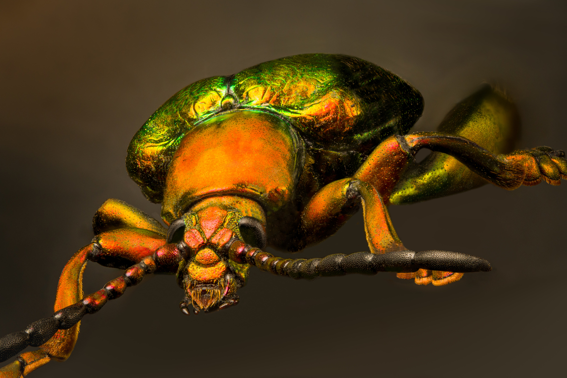 Sagra Laticollis, Heesch, Netherlands Specimen. A beautiful and very shiny frog-legged beetle (or kangaroo beetle) originally from Java.<br />
<figure class="photo"><a href="https://www.jungledragon.com/image/138282/sagra_laticollis_-_top_view_heesch_netherlands.html" title="Sagra Laticollis - top view, Heesch, Netherlands"><img src="https://s3.amazonaws.com/media.jungledragon.com/images/2/138282_thumb.jpg?AWSAccessKeyId=05GMT0V3GWVNE7GGM1R2&Expires=1759968010&Signature=WS3epG%2BdKJs%2B9QZOYbUJUIi94fs%3D" width="144" height="152" alt="Sagra Laticollis - top view, Heesch, Netherlands Specimen. A beautiful and very shiny frog-legged beetle (or kangaroo beetle) originally from Java.<br />
https://www.jungledragon.com/image/138285/sagra_laticollis_heesch_netherlands.html<br />
https://www.jungledragon.com/image/138284/sagra_laticollis_-_side_view_heesch_netherlands.html<br />
https://www.jungledragon.com/image/138287/sagra_laticollis_-_closeup_heesch_netherlands.html<br />
https://www.jungledragon.com/image/138289/sagra_laticollis_-_full_body_heesch_netherlands.html Europe,Heesch,Netherlands,Sagra Laticollis,Specimen,World,the Netherlands" /></a></figure><br />
<figure class="photo"><a href="https://www.jungledragon.com/image/138284/sagra_laticollis_-_side_view_heesch_netherlands.html" title="Sagra Laticollis - side view, Heesch, Netherlands"><img src="https://s3.amazonaws.com/media.jungledragon.com/images/2/138284_thumb.jpg?AWSAccessKeyId=05GMT0V3GWVNE7GGM1R2&Expires=1759968010&Signature=jlZmjAG%2Fg5IfLtugk97BPASdvIY%3D" width="200" height="158" alt="Sagra Laticollis - side view, Heesch, Netherlands Specimen. A beautiful and very shiny frog-legged beetle (or kangaroo beetle) originally from Java.<br />
https://www.jungledragon.com/image/138285/sagra_laticollis_heesch_netherlands.html<br />
https://www.jungledragon.com/image/138282/sagra_laticollis_-_top_view_heesch_netherlands.html<br />
https://www.jungledragon.com/image/138287/sagra_laticollis_-_closeup_heesch_netherlands.html<br />
https://www.jungledragon.com/image/138289/sagra_laticollis_-_full_body_heesch_netherlands.html Europe,Heesch,Netherlands,Sagra Laticollis,Specimen,World,the Netherlands" /></a></figure><br />
<figure class="photo"><a href="https://www.jungledragon.com/image/138287/sagra_laticollis_-_closeup_heesch_netherlands.html" title="Sagra Laticollis - closeup, Heesch, Netherlands"><img src="https://s3.amazonaws.com/media.jungledragon.com/images/2/138287_thumb.jpg?AWSAccessKeyId=05GMT0V3GWVNE7GGM1R2&Expires=1759968010&Signature=NNbYchE8alOvG%2BAXn9FzQn2n%2FE8%3D" width="200" height="162" alt="Sagra Laticollis - closeup, Heesch, Netherlands Specimen. A beautiful and very shiny frog-legged beetle (or kangaroo beetle) originally from Java.<br />
https://www.jungledragon.com/image/138285/sagra_laticollis_heesch_netherlands.html<br />
https://www.jungledragon.com/image/138282/sagra_laticollis_-_top_view_heesch_netherlands.html<br />
https://www.jungledragon.com/image/138284/sagra_laticollis_-_side_view_heesch_netherlands.html<br />
https://www.jungledragon.com/image/138289/sagra_laticollis_-_full_body_heesch_netherlands.html Europe,Heesch,Netherlands,Sagra Laticollis,Specimen,World,the Netherlands" /></a></figure><br />
<figure class="photo"><a href="https://www.jungledragon.com/image/138289/sagra_laticollis_-_full_body_heesch_netherlands.html" title="Sagra Laticollis - full body, Heesch, Netherlands"><img src="https://s3.amazonaws.com/media.jungledragon.com/images/2/138289_thumb.jpg?AWSAccessKeyId=05GMT0V3GWVNE7GGM1R2&Expires=1759968010&Signature=kHMIgSEaiIr6Cfgb7rstTID0AJc%3D" width="200" height="146" alt="Sagra Laticollis - full body, Heesch, Netherlands Specimen. A beautiful and very shiny frog-legged beetle (or kangaroo beetle) originally from Java.<br />
https://www.jungledragon.com/image/138285/sagra_laticollis_heesch_netherlands.html<br />
https://www.jungledragon.com/image/138282/sagra_laticollis_-_top_view_heesch_netherlands.html<br />
https://www.jungledragon.com/image/138284/sagra_laticollis_-_side_view_heesch_netherlands.html<br />
https://www.jungledragon.com/image/138287/sagra_laticollis_-_closeup_heesch_netherlands.html Europe,Heesch,Netherlands,Sagra Laticollis,Specimen,World,the Netherlands" /></a></figure> Extreme Macro,Sagra Laticollis