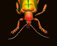 Sagra Laticollis - closeup, Heesch, Netherlands Specimen. A beautiful and very shiny frog-legged beetle (or kangaroo beetle) originally from Java.<br />
https://www.jungledragon.com/image/138285/sagra_laticollis_heesch_netherlands.html<br />
https://www.jungledragon.com/image/138282/sagra_laticollis_-_top_view_heesch_netherlands.html<br />
https://www.jungledragon.com/image/138284/sagra_laticollis_-_side_view_heesch_netherlands.html<br />
https://www.jungledragon.com/image/138289/sagra_laticollis_-_full_body_heesch_netherlands.html Europe,Heesch,Netherlands,Sagra Laticollis,Specimen,World,the Netherlands