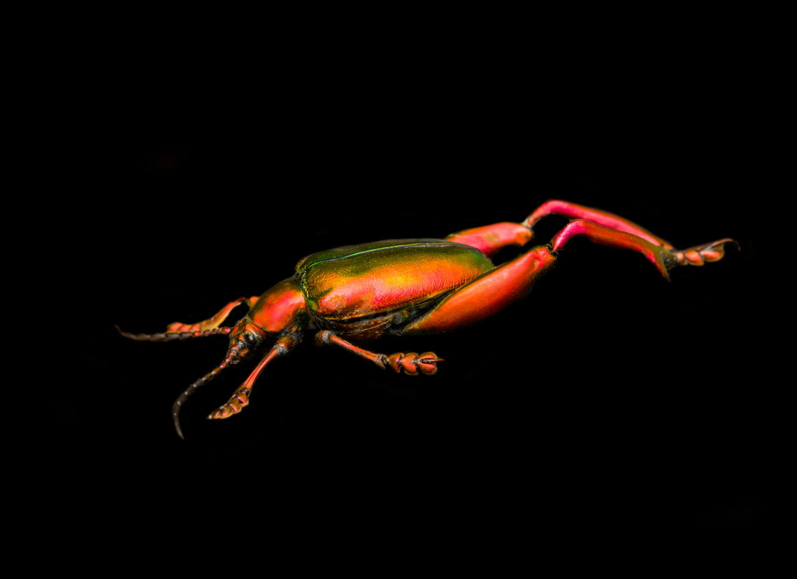 Sagra Laticollis - full body, Heesch, Netherlands Specimen. A beautiful and very shiny frog-legged beetle (or kangaroo beetle) originally from Java.<br />
<figure class="photo"><a href="https://www.jungledragon.com/image/138285/sagra_laticollis_heesch_netherlands.html" title="Sagra Laticollis, Heesch, Netherlands"><img src="https://s3.amazonaws.com/media.jungledragon.com/images/2/138285_thumb.jpg?AWSAccessKeyId=05GMT0V3GWVNE7GGM1R2&Expires=1769040010&Signature=5Ys8VCVMh3QRgFj2Mc2evw2Dz8Q%3D" width="200" height="134" alt="Sagra Laticollis, Heesch, Netherlands Specimen. A beautiful and very shiny frog-legged beetle (or kangaroo beetle) originally from Java.<br />
https://www.jungledragon.com/image/138282/sagra_laticollis_-_top_view_heesch_netherlands.html<br />
https://www.jungledragon.com/image/138284/sagra_laticollis_-_side_view_heesch_netherlands.html<br />
https://www.jungledragon.com/image/138287/sagra_laticollis_-_closeup_heesch_netherlands.html<br />
https://www.jungledragon.com/image/138289/sagra_laticollis_-_full_body_heesch_netherlands.html Extreme Macro,Sagra Laticollis" /></a></figure><br />
<figure class="photo"><a href="https://www.jungledragon.com/image/138282/sagra_laticollis_-_top_view_heesch_netherlands.html" title="Sagra Laticollis - top view, Heesch, Netherlands"><img src="https://s3.amazonaws.com/media.jungledragon.com/images/2/138282_thumb.jpg?AWSAccessKeyId=05GMT0V3GWVNE7GGM1R2&Expires=1769040010&Signature=fRxCR5aTWa3QZxBPVbVWfTqHj8g%3D" width="144" height="152" alt="Sagra Laticollis - top view, Heesch, Netherlands Specimen. A beautiful and very shiny frog-legged beetle (or kangaroo beetle) originally from Java.<br />
https://www.jungledragon.com/image/138285/sagra_laticollis_heesch_netherlands.html<br />
https://www.jungledragon.com/image/138284/sagra_laticollis_-_side_view_heesch_netherlands.html<br />
https://www.jungledragon.com/image/138287/sagra_laticollis_-_closeup_heesch_netherlands.html<br />
https://www.jungledragon.com/image/138289/sagra_laticollis_-_full_body_heesch_netherlands.html Europe,Heesch,Netherlands,Sagra Laticollis,Specimen,World,the Netherlands" /></a></figure><br />
<figure class="photo"><a href="https://www.jungledragon.com/image/138284/sagra_laticollis_-_side_view_heesch_netherlands.html" title="Sagra Laticollis - side view, Heesch, Netherlands"><img src="https://s3.amazonaws.com/media.jungledragon.com/images/2/138284_thumb.jpg?AWSAccessKeyId=05GMT0V3GWVNE7GGM1R2&Expires=1769040010&Signature=rC0uH6ijODg97Ouo8I5XXgVLsKA%3D" width="200" height="158" alt="Sagra Laticollis - side view, Heesch, Netherlands Specimen. A beautiful and very shiny frog-legged beetle (or kangaroo beetle) originally from Java.<br />
https://www.jungledragon.com/image/138285/sagra_laticollis_heesch_netherlands.html<br />
https://www.jungledragon.com/image/138282/sagra_laticollis_-_top_view_heesch_netherlands.html<br />
https://www.jungledragon.com/image/138287/sagra_laticollis_-_closeup_heesch_netherlands.html<br />
https://www.jungledragon.com/image/138289/sagra_laticollis_-_full_body_heesch_netherlands.html Europe,Heesch,Netherlands,Sagra Laticollis,Specimen,World,the Netherlands" /></a></figure><br />
<figure class="photo"><a href="https://www.jungledragon.com/image/138287/sagra_laticollis_-_closeup_heesch_netherlands.html" title="Sagra Laticollis - closeup, Heesch, Netherlands"><img src="https://s3.amazonaws.com/media.jungledragon.com/images/2/138287_thumb.jpg?AWSAccessKeyId=05GMT0V3GWVNE7GGM1R2&Expires=1769040010&Signature=DIp4zpNC9vi0sS0%2BSNAVjNMKrKA%3D" width="200" height="162" alt="Sagra Laticollis - closeup, Heesch, Netherlands Specimen. A beautiful and very shiny frog-legged beetle (or kangaroo beetle) originally from Java.<br />
https://www.jungledragon.com/image/138285/sagra_laticollis_heesch_netherlands.html<br />
https://www.jungledragon.com/image/138282/sagra_laticollis_-_top_view_heesch_netherlands.html<br />
https://www.jungledragon.com/image/138284/sagra_laticollis_-_side_view_heesch_netherlands.html<br />
https://www.jungledragon.com/image/138289/sagra_laticollis_-_full_body_heesch_netherlands.html Europe,Heesch,Netherlands,Sagra Laticollis,Specimen,World,the Netherlands" /></a></figure> Europe,Heesch,Netherlands,Sagra Laticollis,Specimen,World,the Netherlands