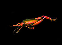 Sagra Laticollis - full body, Heesch, Netherlands Specimen. A beautiful and very shiny frog-legged beetle (or kangaroo beetle) originally from Java.<br />
https://www.jungledragon.com/image/138285/sagra_laticollis_heesch_netherlands.html<br />
https://www.jungledragon.com/image/138282/sagra_laticollis_-_top_view_heesch_netherlands.html<br />
https://www.jungledragon.com/image/138284/sagra_laticollis_-_side_view_heesch_netherlands.html<br />
https://www.jungledragon.com/image/138287/sagra_laticollis_-_closeup_heesch_netherlands.html Europe,Heesch,Netherlands,Sagra Laticollis,Specimen,World,the Netherlands