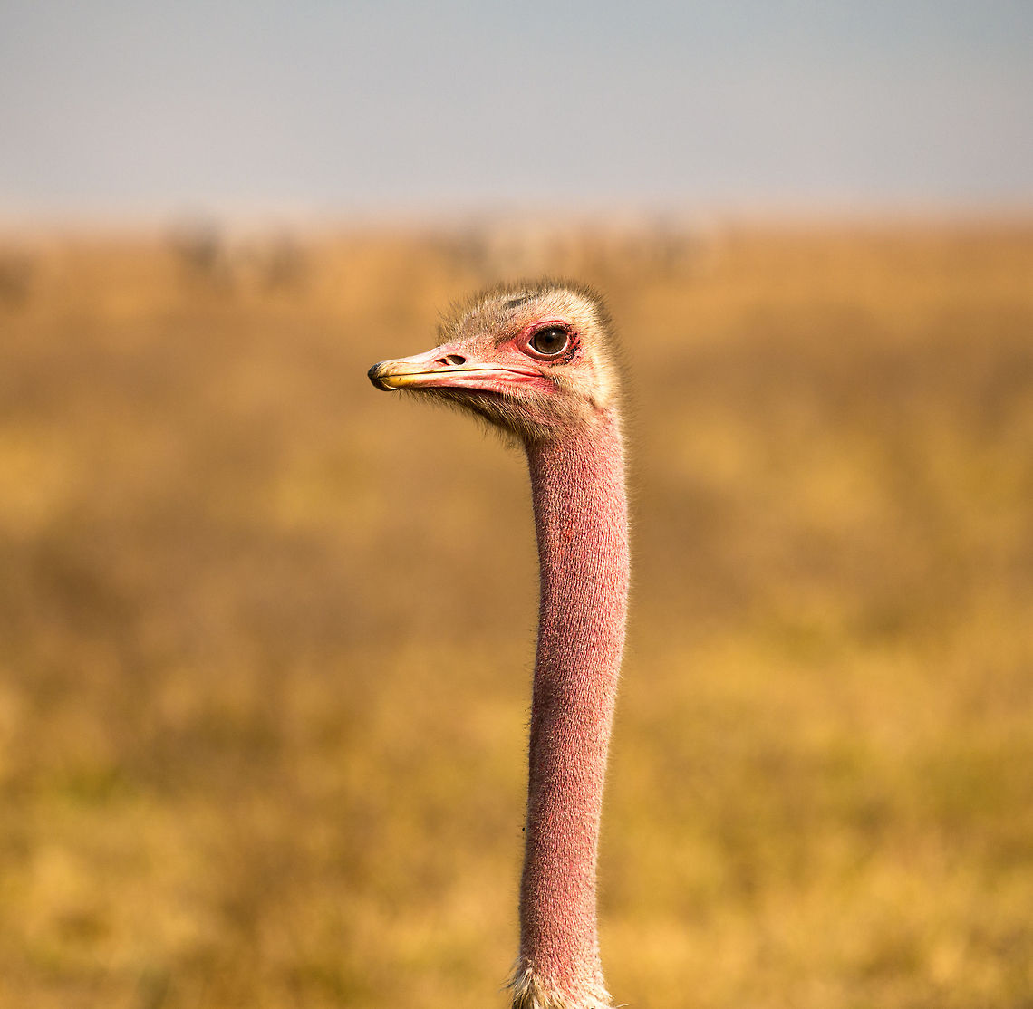 Male Ostrich neck and head closeup, Ngorongoro crater, Tanzania The pinker, the more ready to mate. Africa,Ngorongoro,Ngorongoro Crater,Ostrich,Serengeti area,Struthio camelus,Tanzania