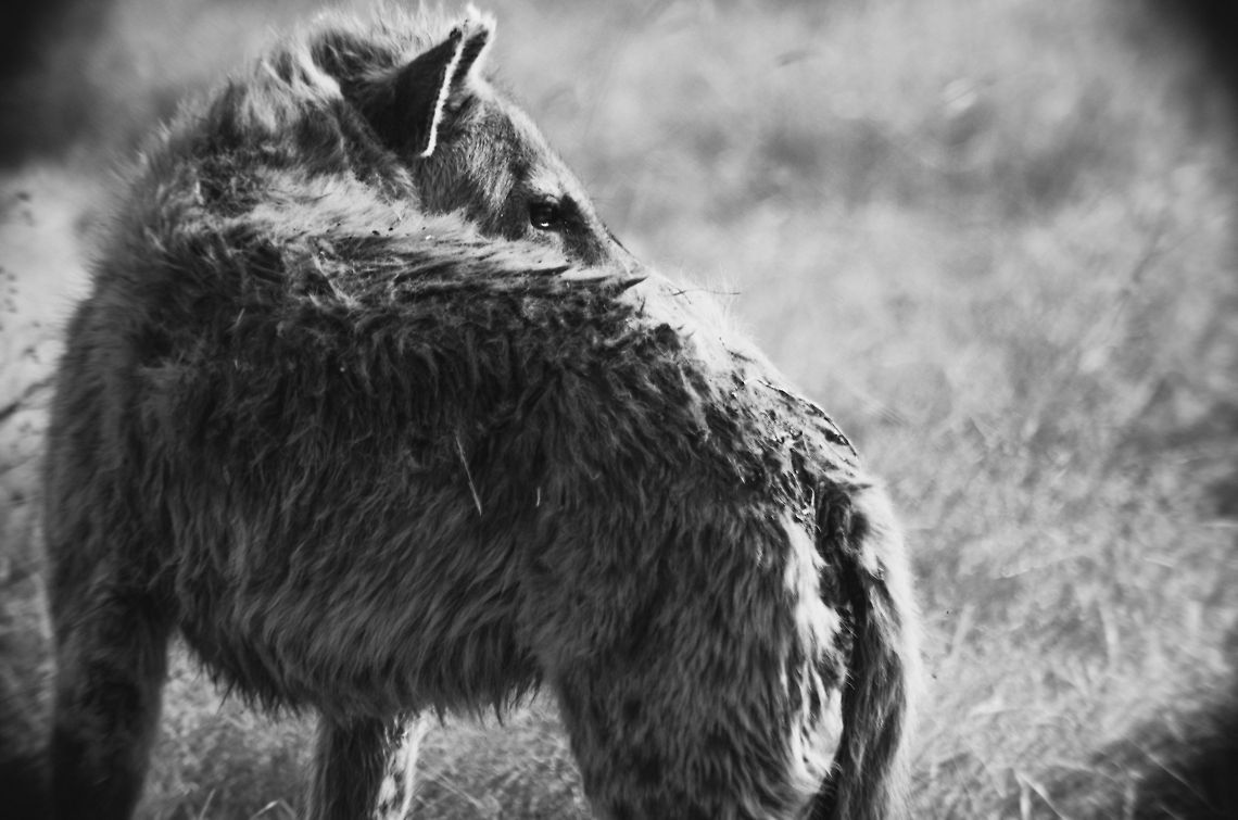 Rough Hyena life A roughed up Hyena, covered in dirt, blood and scratches, marches on, again in search of new food. Found in the Ngorongoro crater, Tanzania. Africa,Crocuta crocuta,Geotagged,Ngorongoro,Ngorongoro Crater,Serengeti area,Spotted Hyena,Tanzania