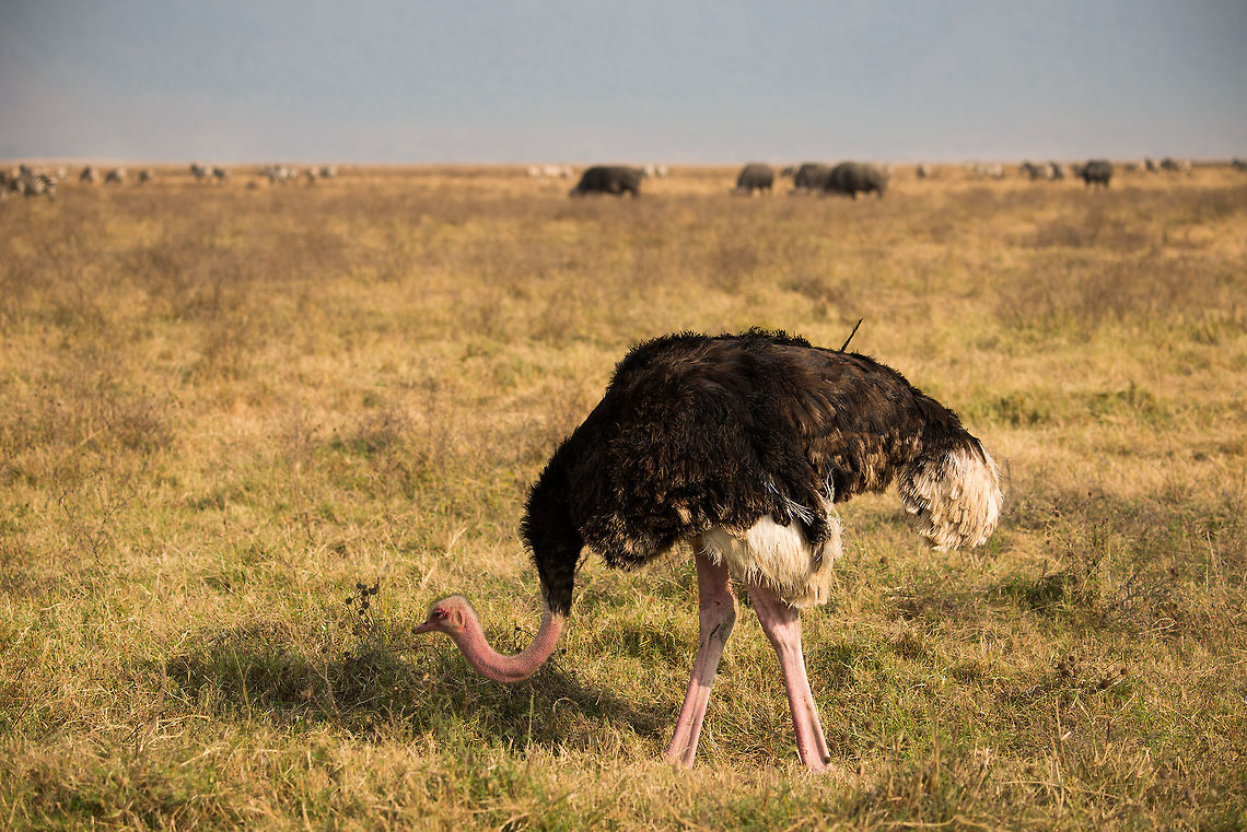 Large male Ostrich in Ngorongoro crater  Africa,Ngorongoro,Ngorongoro Crater,Ostrich,Serengeti area,Struthio camelus,Tanzania
