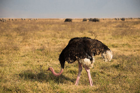 Large male Ostrich in Ngorongoro crater  Africa,Ngorongoro,Ngorongoro Crater,Ostrich,Serengeti area,Struthio camelus,Tanzania